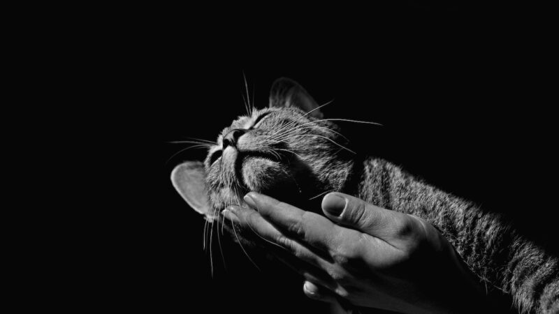 Grayscale Photo of Tabby Cat