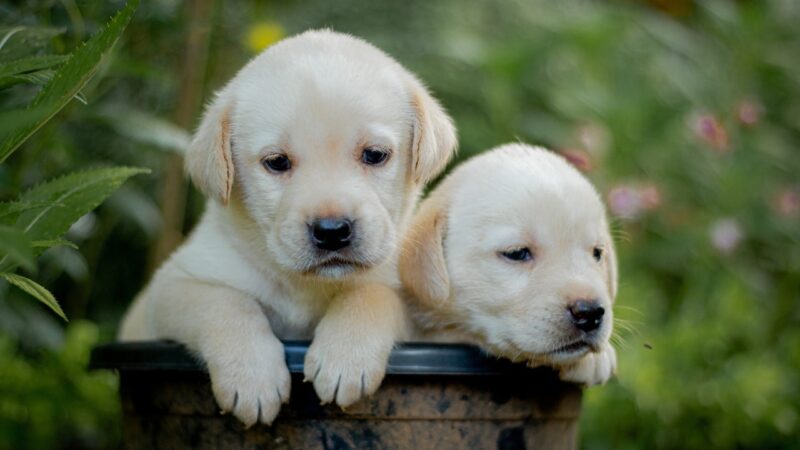 Close-Up Shot of Puppies