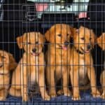 Should I Adopt or Buy When Getting a Dog? Explained